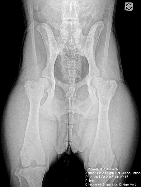 Little sugar del Sueno Latino