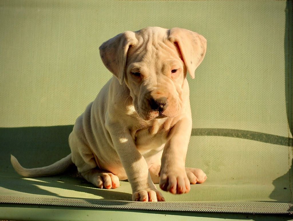 Arrogance del Sueno Latino