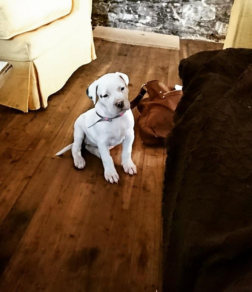 Nemesia del Sueno Latino