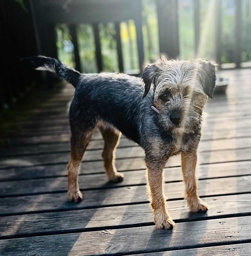 Terez Des Brumes De Kalhan