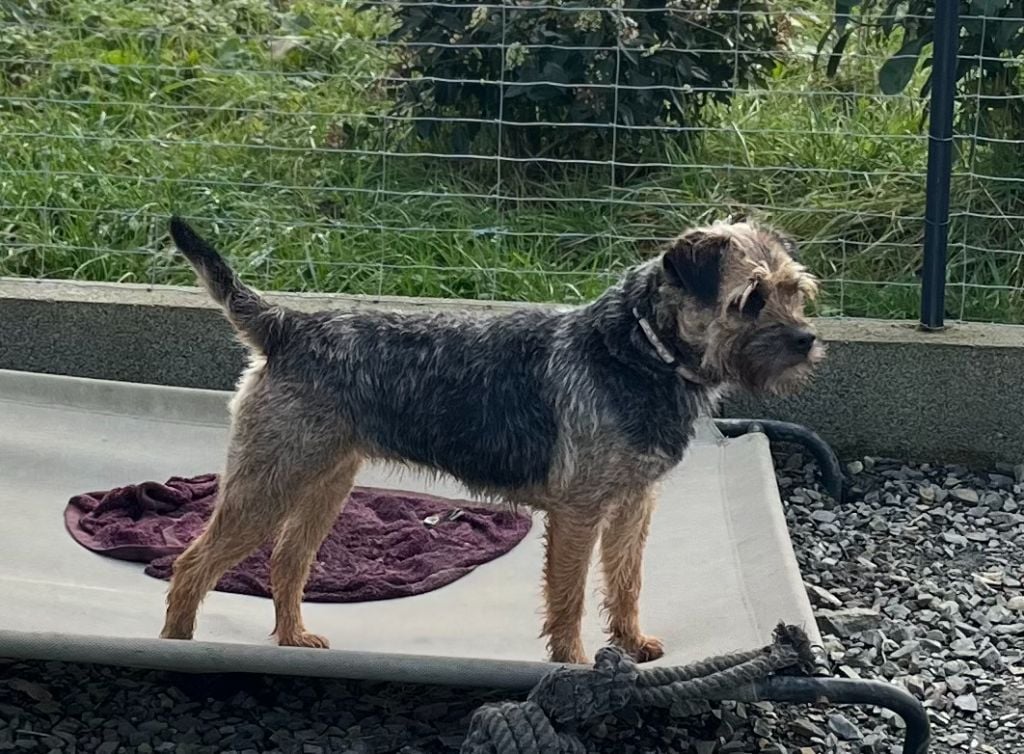 Terez Des Brumes De Kalhan