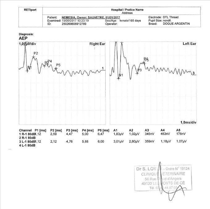 Nemesia del Sueno Latino