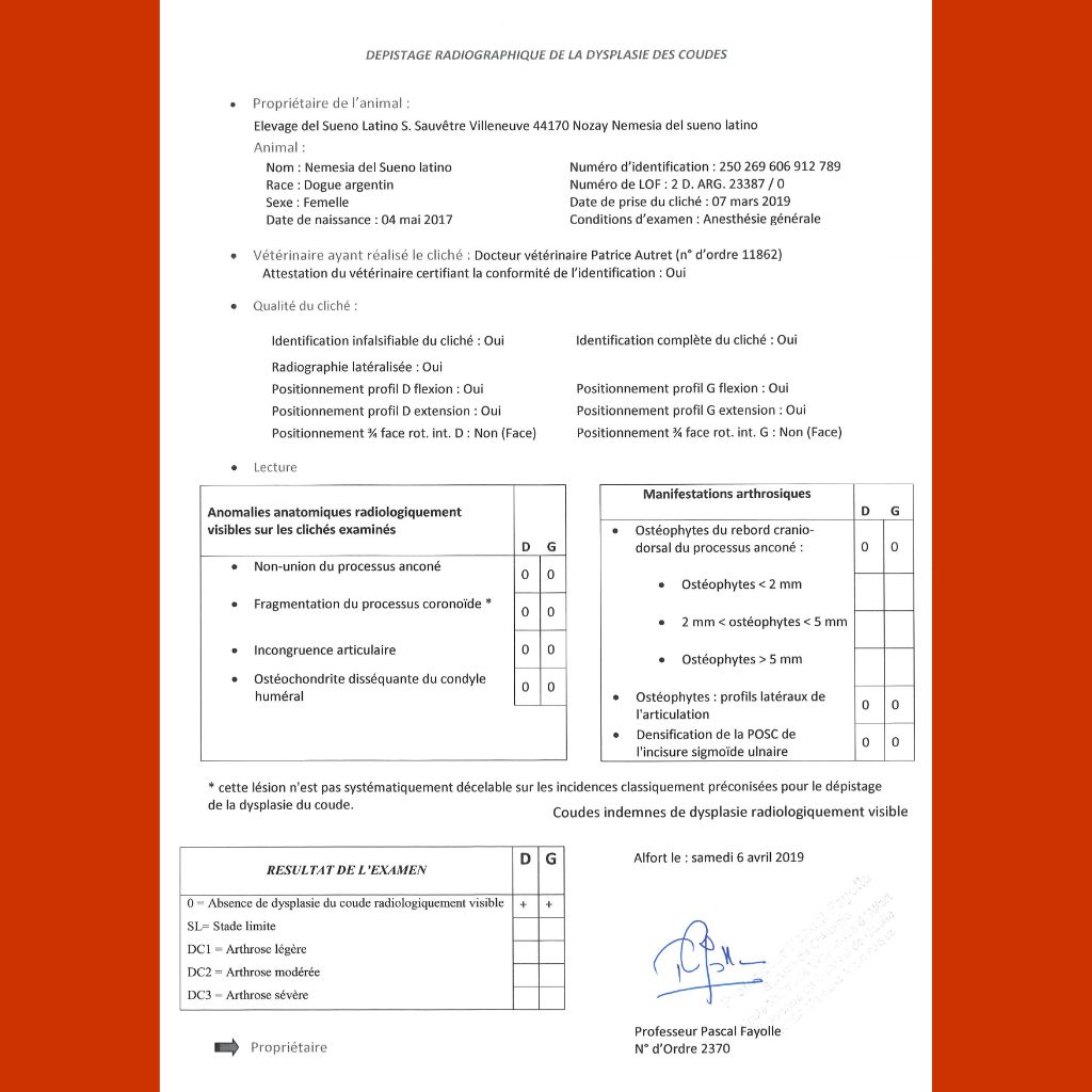 Nemesia del Sueno Latino