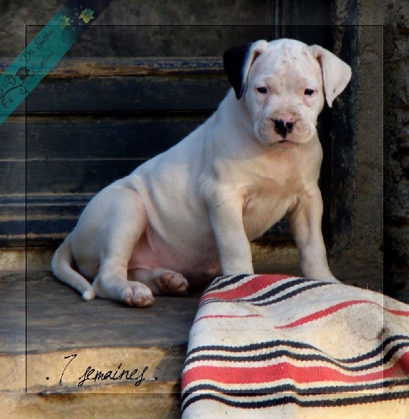 Little sugar del Sueno Latino