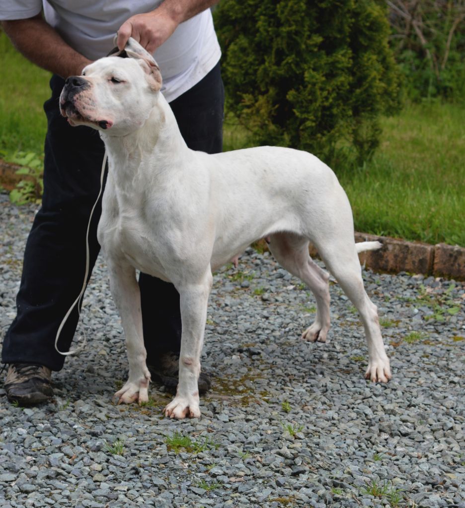 Little sugar del Sueno Latino