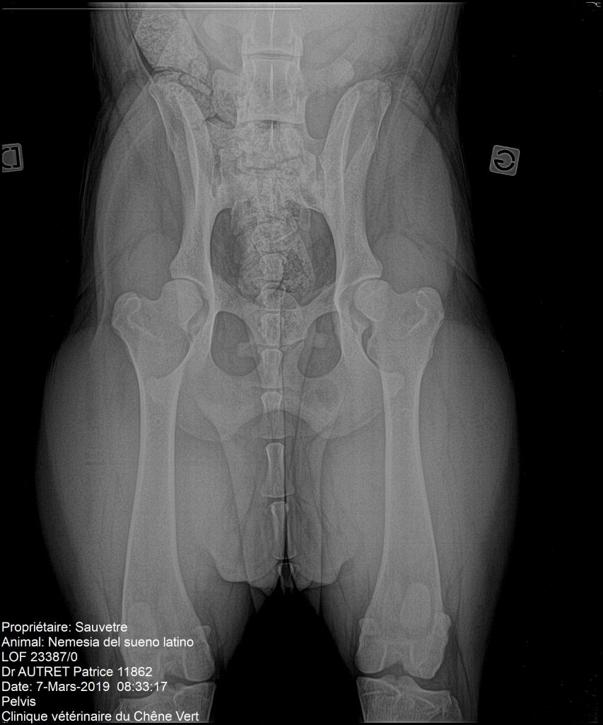 Nemesia del Sueno Latino