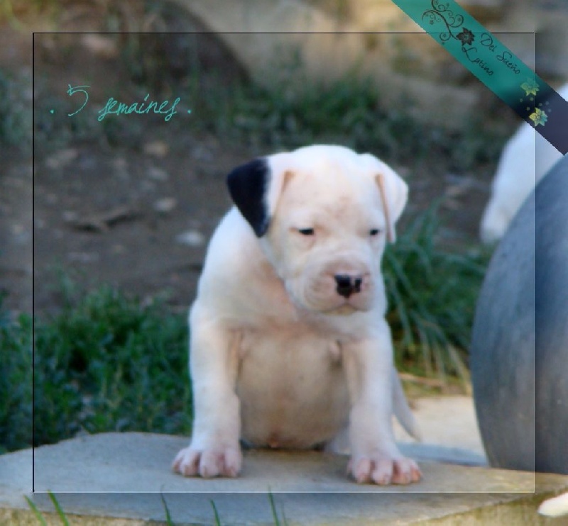 Little sugar del Sueno Latino