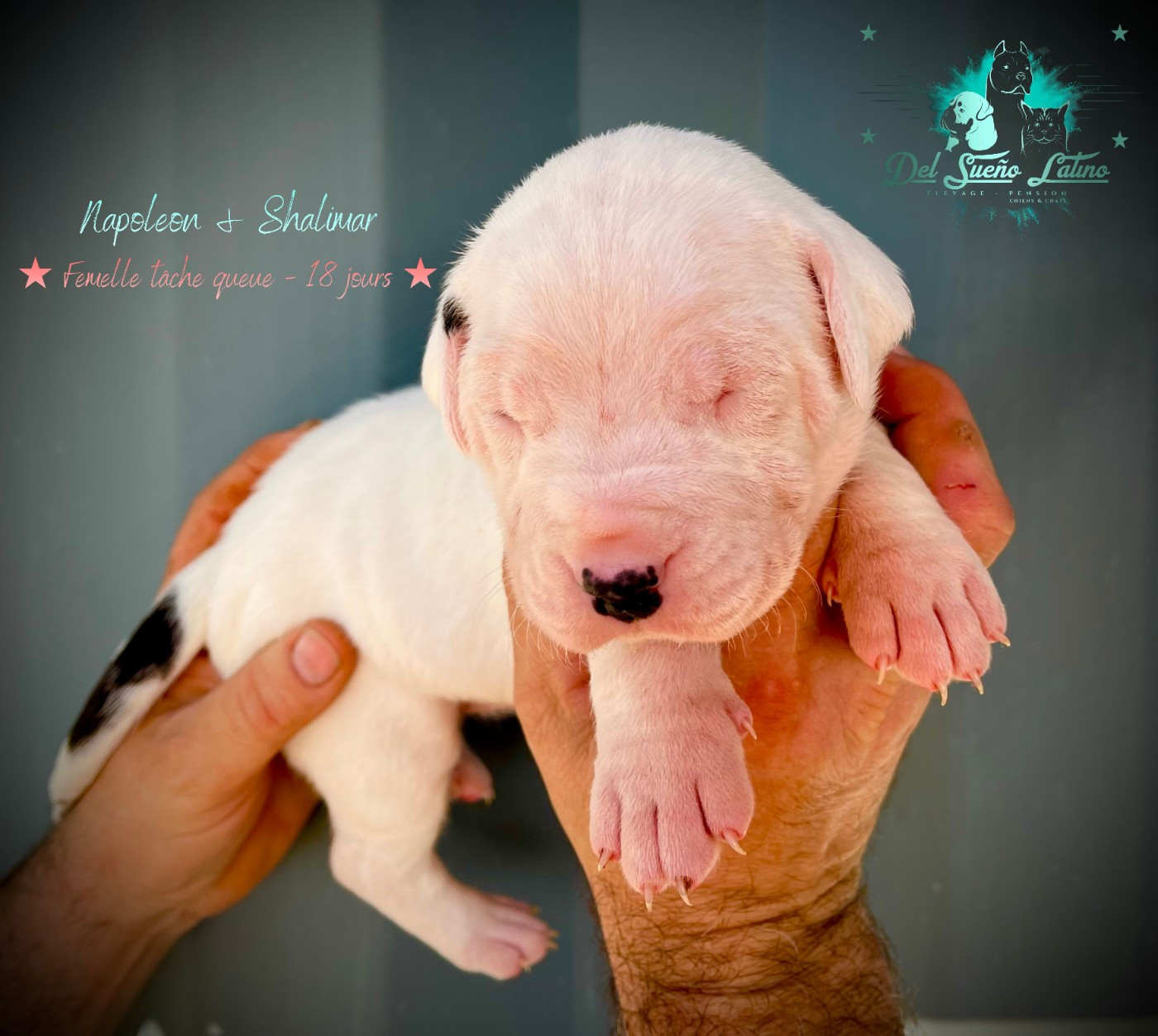 A..... del Sueño Latino