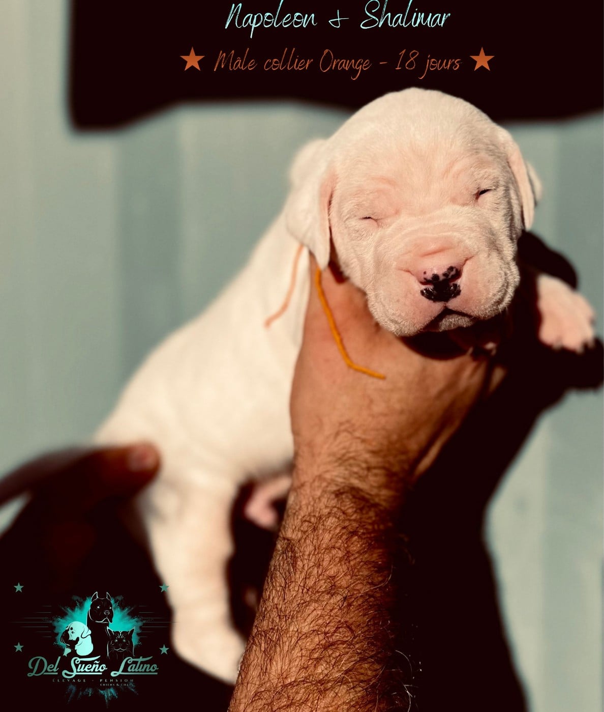 A..... del Sueño Latino (collier Orange)