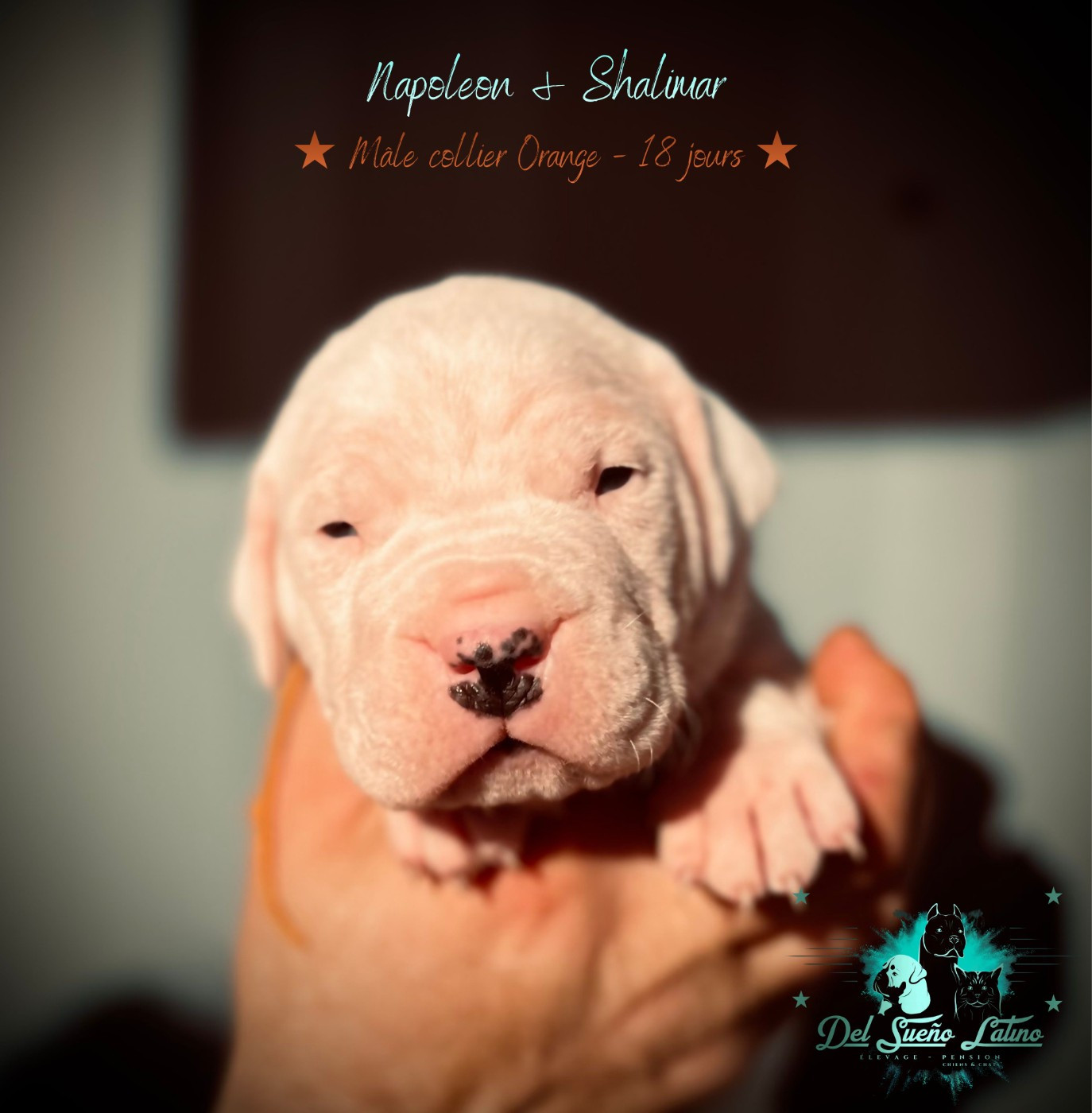 A..... del Sueño Latino (collier Orange)