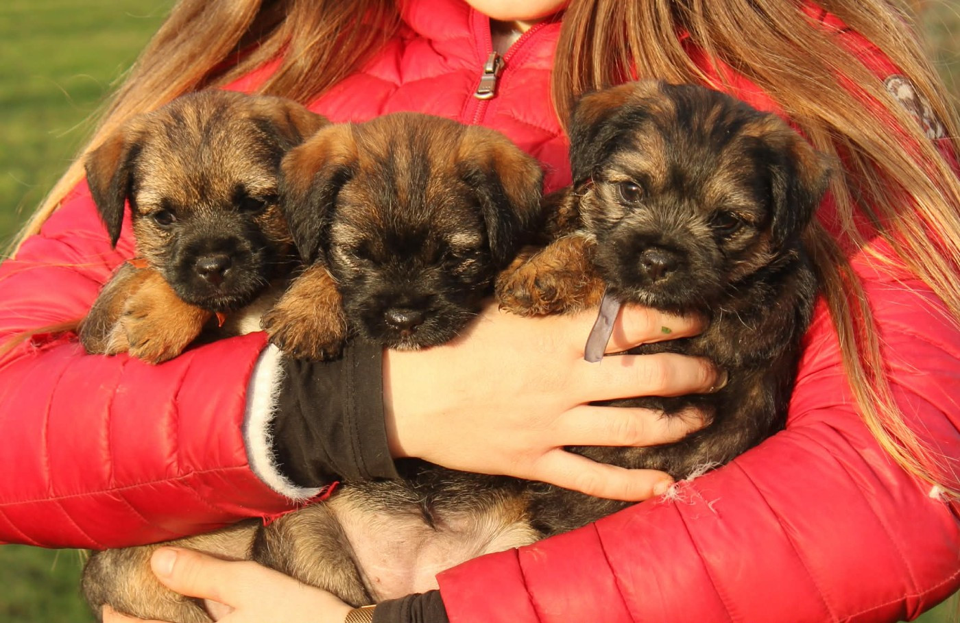 Border Terrier - del Sueno Latino