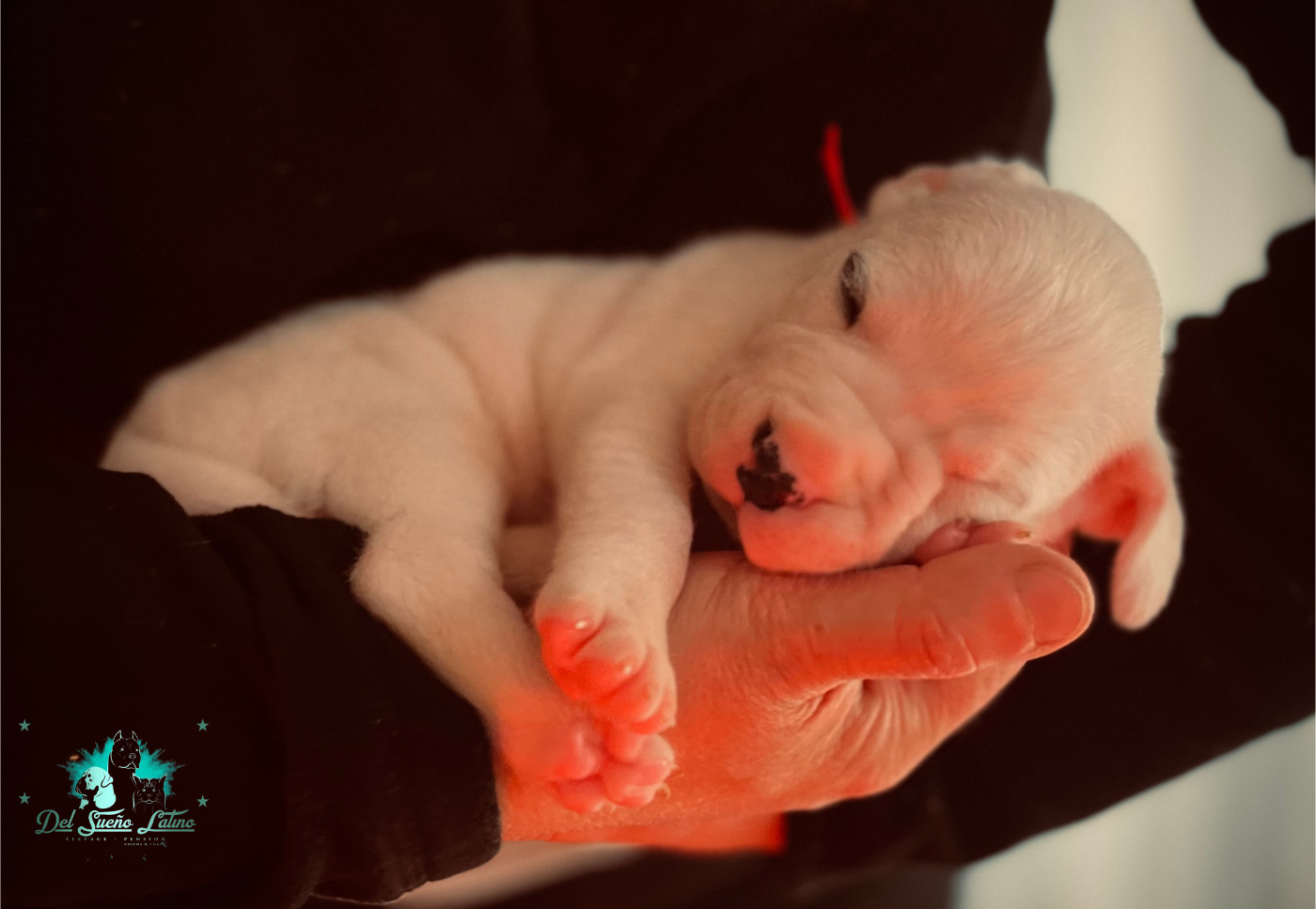 Dogo Argentino - del Sueno Latino