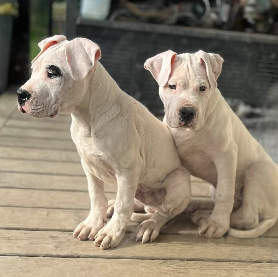 A..... del Sueño Latino (collier Bleu)