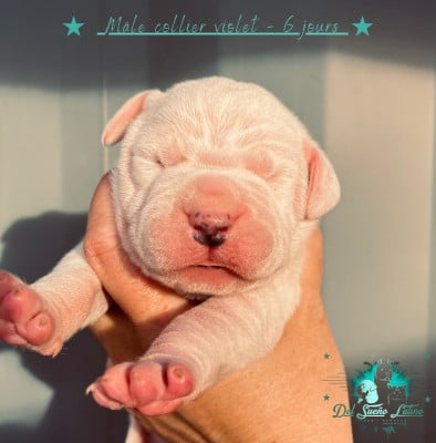 Les chiots de Dogo Argentino