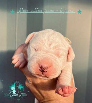 Les chiots de Dogo Argentino
