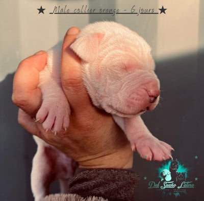 Les chiots de Dogo Argentino