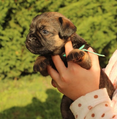Les chiots de Border Terrier