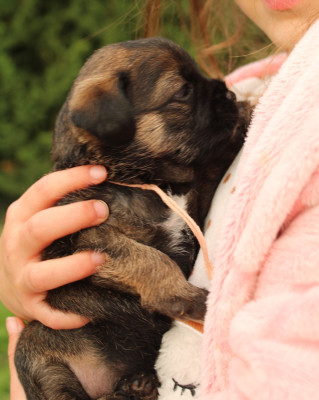 Les chiots de Border Terrier