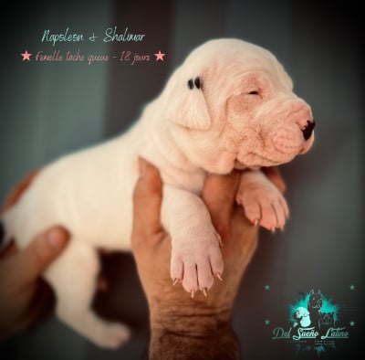 Les chiots de Dogo Argentino