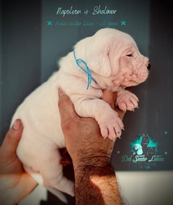 Les chiots de Dogo Argentino