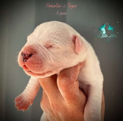Les chiots de Dogo Argentino