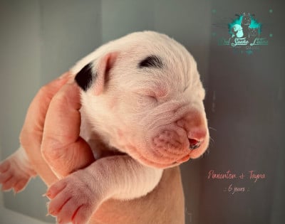 Les chiots de Dogo Argentino