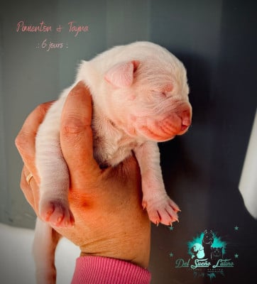 Les chiots de Dogo Argentino