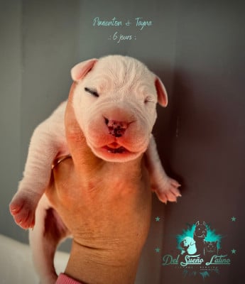 Les chiots de Dogo Argentino