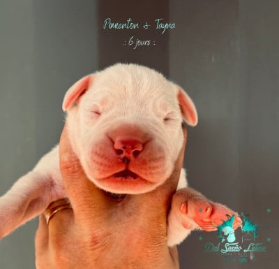 Les chiots de Dogo Argentino