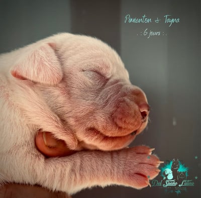 Les chiots de Dogo Argentino