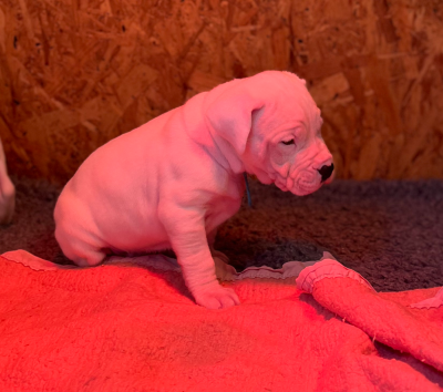 Les chiots de Dogo Argentino