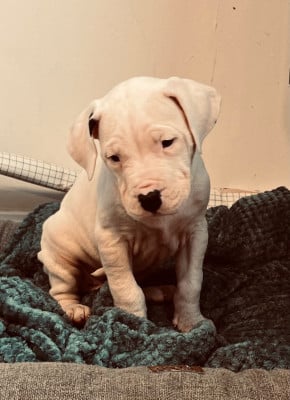 Les chiots de Dogo Argentino