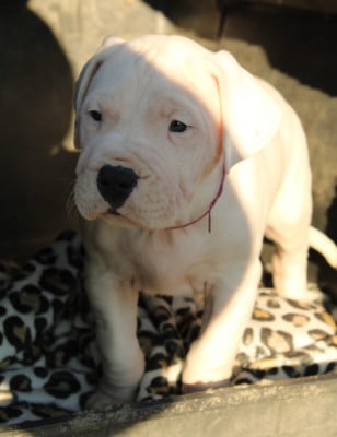 Les chiots de Dogo Argentino
