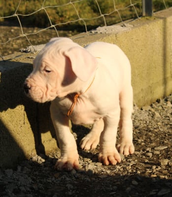 Les chiots de Dogo Argentino