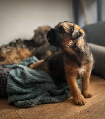Les chiots de Border Terrier