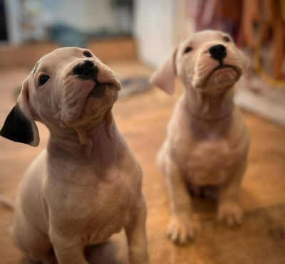Les chiots de Dogo Argentino