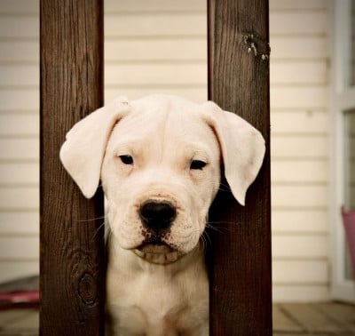 Les chiots de Dogo Argentino