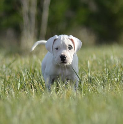 Les chiots de Dogo Argentino