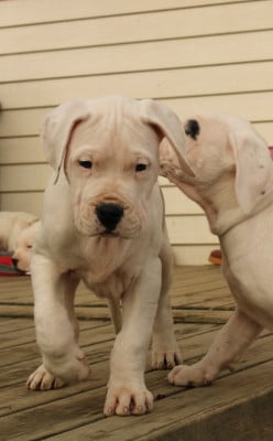 Les chiots de Dogo Argentino