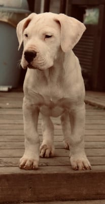 Les chiots de Dogo Argentino