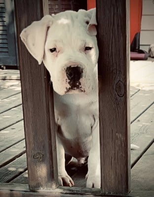 Dogo Argentino