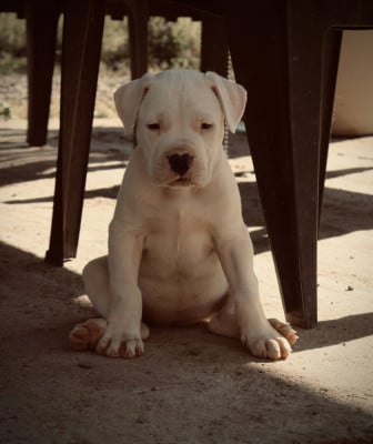 B... del Sueño Latino - Dogo Argentino