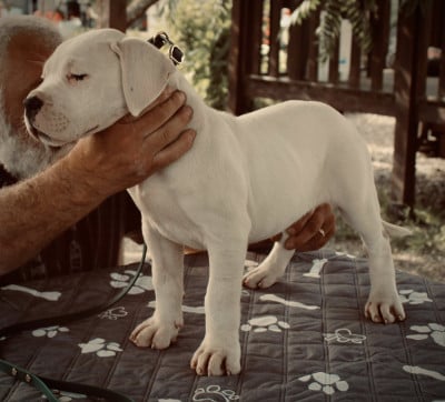 B... del Sueño Latino - Dogo Argentino