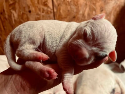 Les chiots de Dogo Argentino
