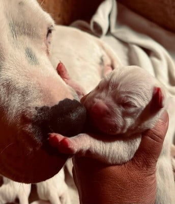 Les chiots de Dogo Argentino