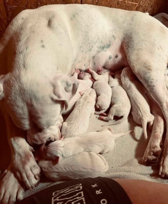 Les chiots de Dogo Argentino