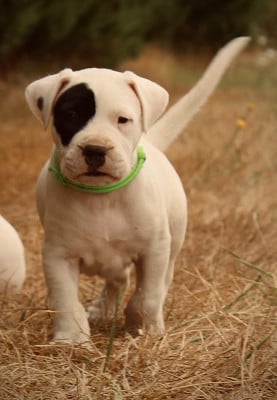 Les chiots de Dogo Argentino