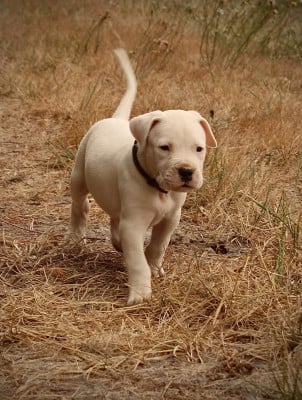 Les chiots de Dogo Argentino