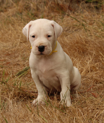 Les chiots de Dogo Argentino