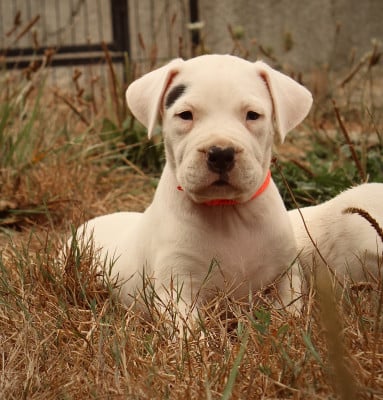 Les chiots de Dogo Argentino